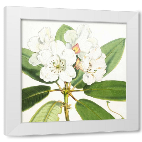 Rhododendron Aucklandii Flower White Modern Wood Framed Art Print by Hooker, Joseph Dalton
