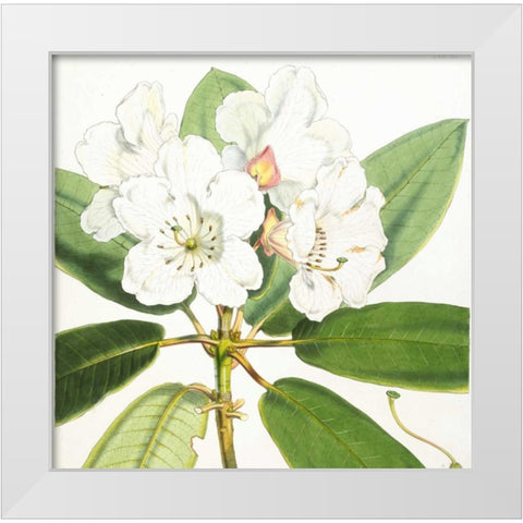 Rhododendron Aucklandii Flower White Modern Wood Framed Art Print by Hooker, Joseph Dalton