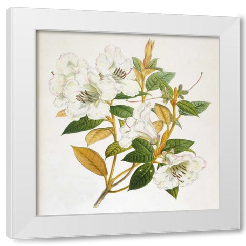 Rhododendron Edgeworthi Flower White Modern Wood Framed Art Print by Hooker, Joseph Dalton