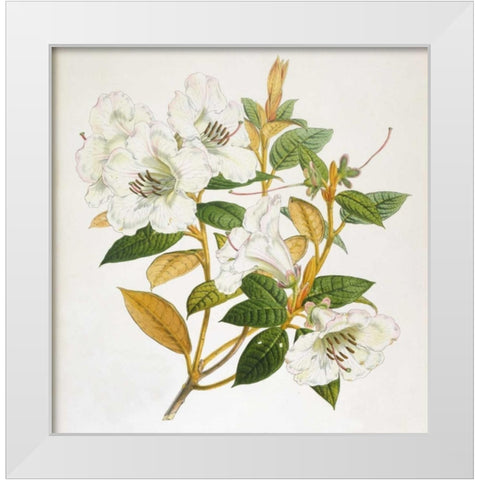 Rhododendron Edgeworthi Flower White Modern Wood Framed Art Print by Hooker, Joseph Dalton
