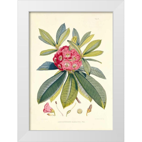 Rhododendron Barbatum White Modern Wood Framed Art Print by Hooker, Joseph