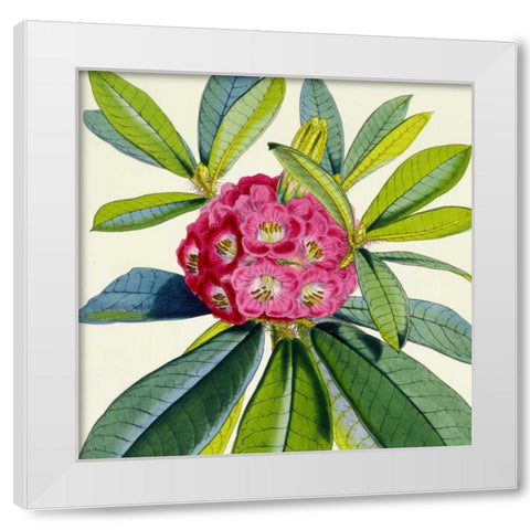 Rhododendron Barbatum Flower White Modern Wood Framed Art Print by Hooker, Joseph Dalton
