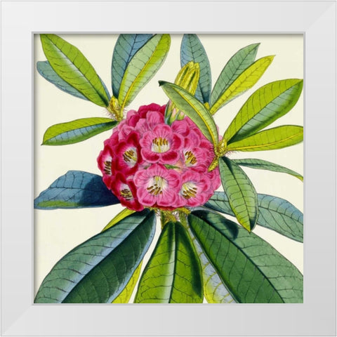Rhododendron Barbatum Flower White Modern Wood Framed Art Print by Hooker, Joseph Dalton