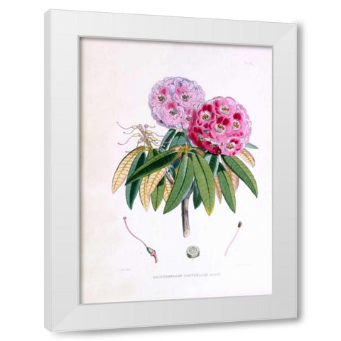 Rhododendron Campbelliae White Modern Wood Framed Art Print by Hooker, Joseph Dalton