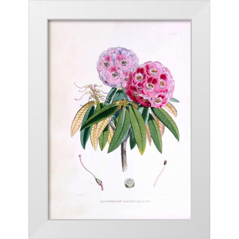 Rhododendron Campbelliae White Modern Wood Framed Art Print by Hooker, Joseph Dalton