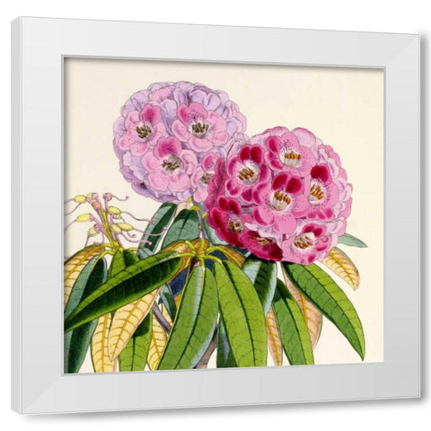 Rhododendron Campbelliae Flower White Modern Wood Framed Art Print by Hooker, Joseph Dalton