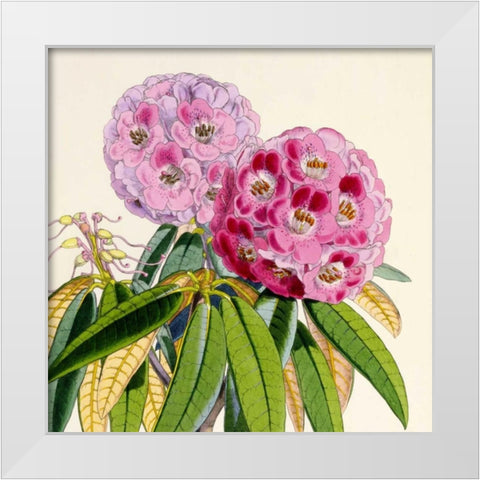 Rhododendron Campbelliae Flower White Modern Wood Framed Art Print by Hooker, Joseph Dalton