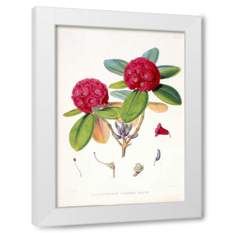 Rhododendron Fulgens White Modern Wood Framed Art Print by Hooker, Joseph