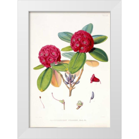 Rhododendron Fulgens White Modern Wood Framed Art Print by Hooker, Joseph