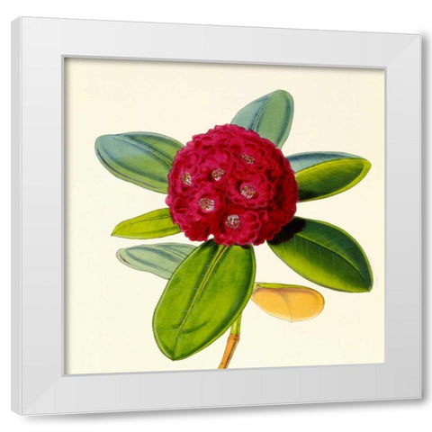 Rhododendron Fulgens Flower White Modern Wood Framed Art Print by Hooker, Joseph Dalton