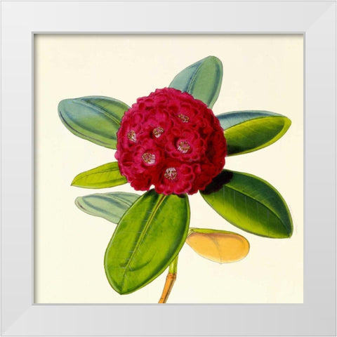 Rhododendron Fulgens Flower White Modern Wood Framed Art Print by Hooker, Joseph Dalton