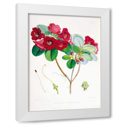Rhododendron Thomsoni White Modern Wood Framed Art Print by Hooker, Joseph
