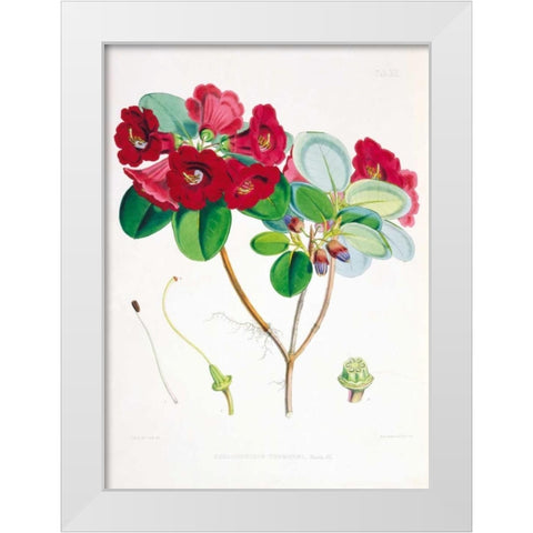Rhododendron Thomsoni White Modern Wood Framed Art Print by Hooker, Joseph