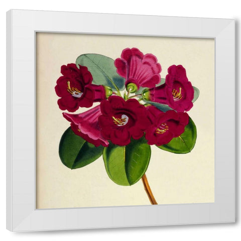 Rhododendron Thomsoni Flower White Modern Wood Framed Art Print by Hooker, Joseph Dalton