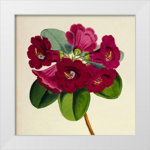 Rhododendron Thomsoni Flower White Modern Wood Framed Art Print by Hooker, Joseph Dalton