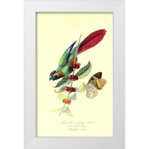 Parakeet on Coffee Bush White Modern Wood Framed Art Print by Anonymous, 1842