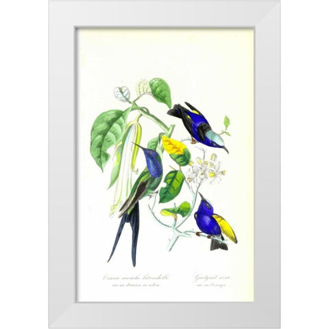 Humming Bird on Orange Tree White Modern Wood Framed Art Print by Anonymous, 1842