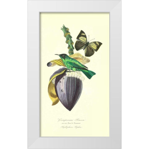 Finch on Flower of Banana White Modern Wood Framed Art Print by Anonymous, 1842