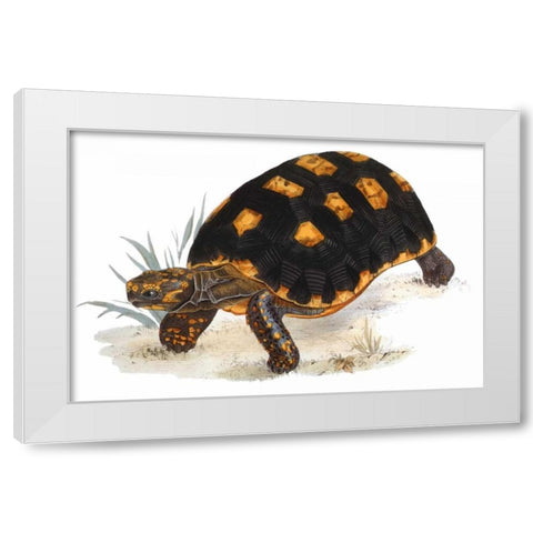 Tortoise, Carbonaria White Modern Wood Framed Art Print by Sowerby, James