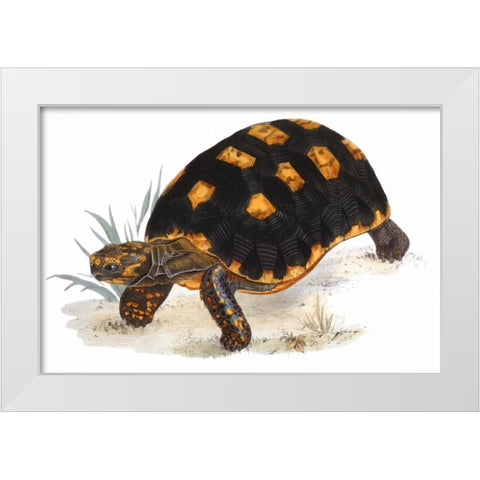 Tortoise, Carbonaria White Modern Wood Framed Art Print by Sowerby, James