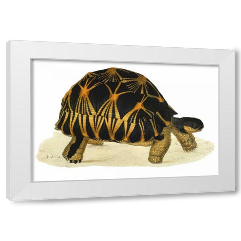Tortoise, Radiata White Modern Wood Framed Art Print by Sowerby, James