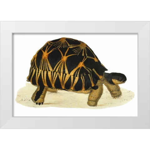 Tortoise, Radiata White Modern Wood Framed Art Print by Sowerby, James