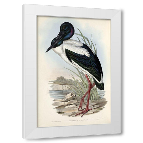 Australian Stork White Modern Wood Framed Art Print by Gould, John