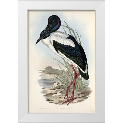 Australian Stork White Modern Wood Framed Art Print by Gould, John