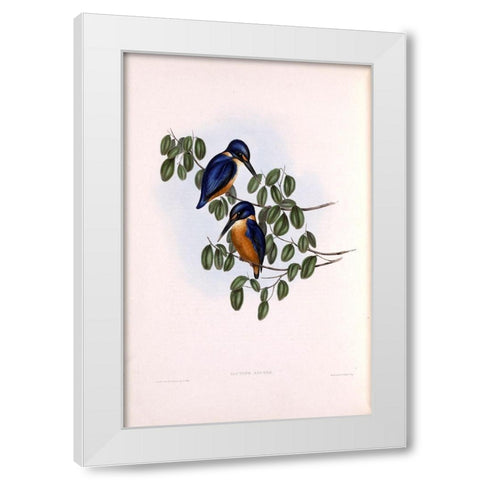 Azure Kingfisher White Modern Wood Framed Art Print by Gould, John