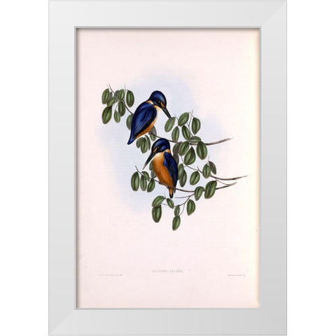 Azure Kingfisher White Modern Wood Framed Art Print by Gould, John