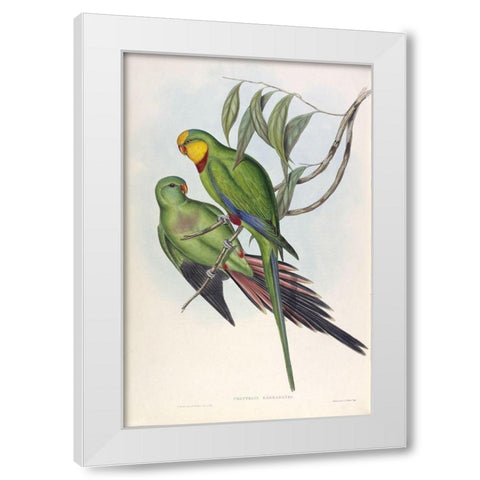Barrabands Parakeet White Modern Wood Framed Art Print by Gould, John