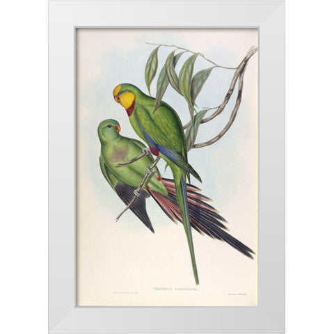Barrabands Parakeet White Modern Wood Framed Art Print by Gould, John