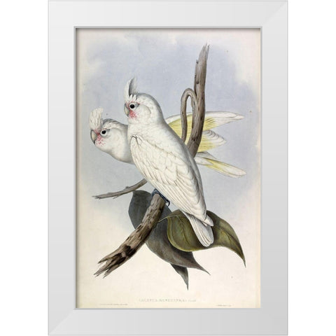 Blood stained Cockatoo White Modern Wood Framed Art Print by Gould, John
