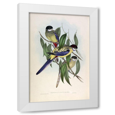 Browns Parakeet White Modern Wood Framed Art Print by Gould, John