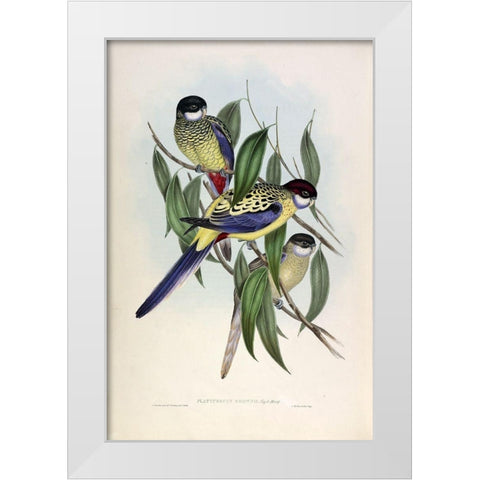 Browns Parakeet White Modern Wood Framed Art Print by Gould, John