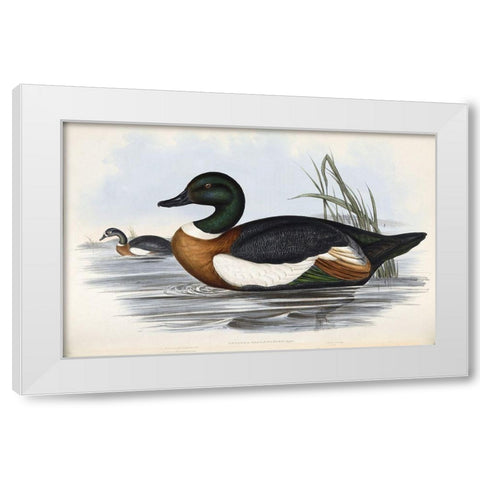Chestnut Coloured Shieldrake White Modern Wood Framed Art Print by Gould, John