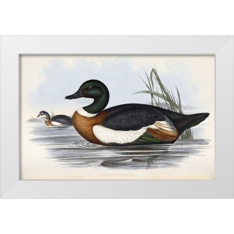 Chestnut Coloured Shieldrake White Modern Wood Framed Art Print by Gould, John