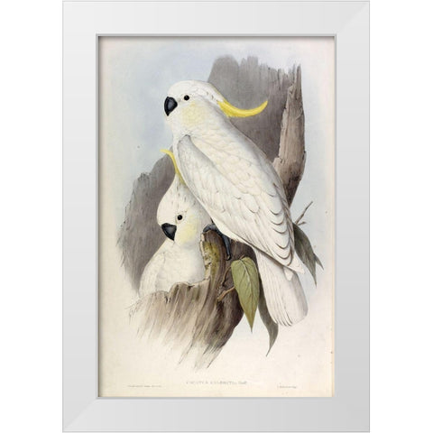 Crested Cockatoo White Modern Wood Framed Art Print by Gould, John