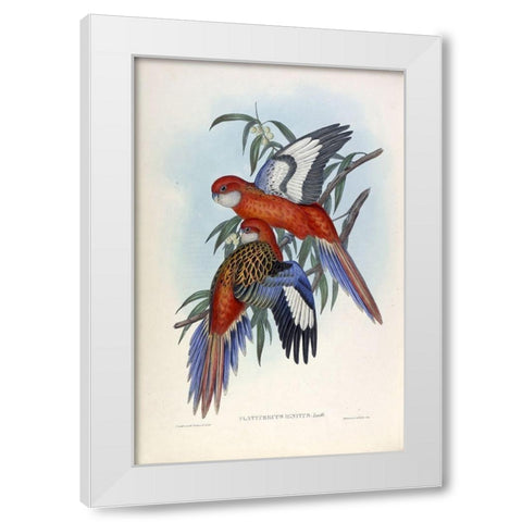 Fiery Parakeet White Modern Wood Framed Art Print by Gould, John