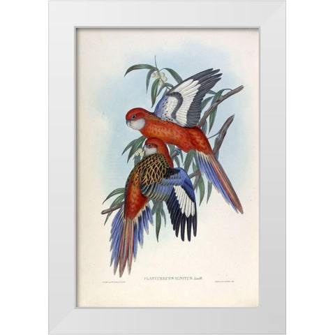 Fiery Parakeet White Modern Wood Framed Art Print by Gould, John