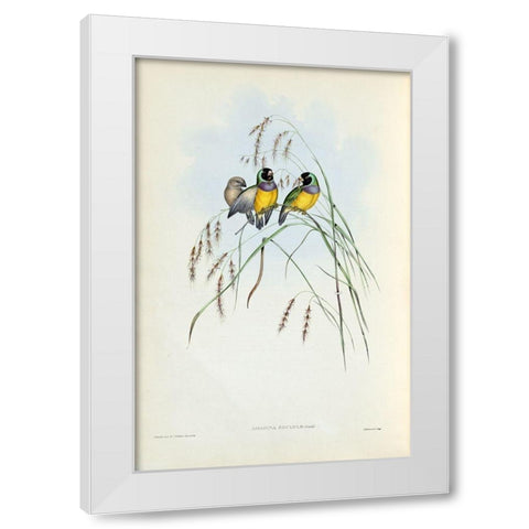 Gouldian Finch White Modern Wood Framed Art Print by Gould, John
