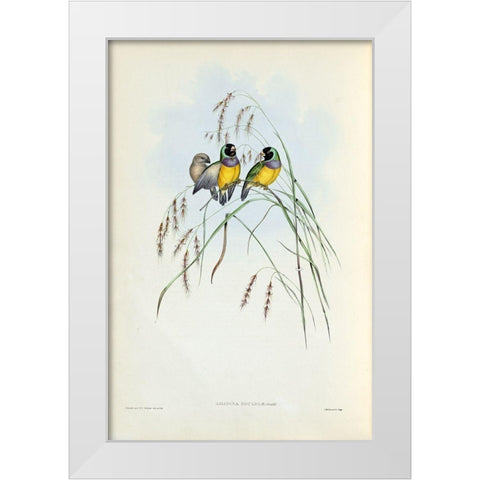 Gouldian Finch White Modern Wood Framed Art Print by Gould, John