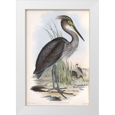 Grey Billed Heron White Modern Wood Framed Art Print by Gould, John