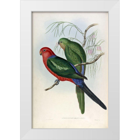 King Lory White Modern Wood Framed Art Print by Gould, John