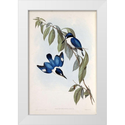 MacLeays Halcyon, Kingfisher White Modern Wood Framed Art Print by Gould, John