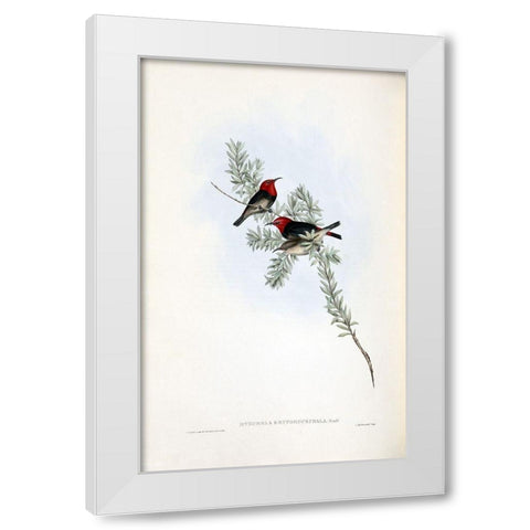 Red Headed Honey Eater White Modern Wood Framed Art Print by Gould, John