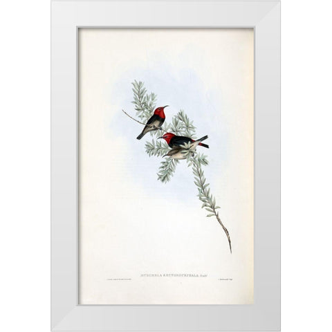 Red Headed Honey Eater White Modern Wood Framed Art Print by Gould, John