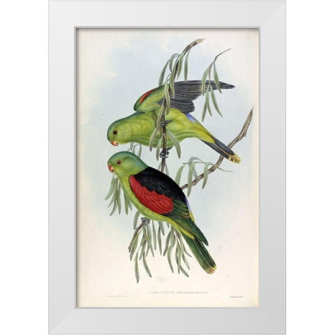 Red Winged Lory White Modern Wood Framed Art Print by Gould, John