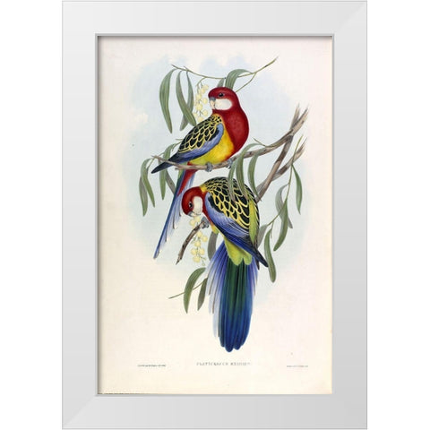 Rose Hil Parakeet White Modern Wood Framed Art Print by Gould, John