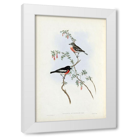 Scarlet Breasted Robin  White Modern Wood Framed Art Print by Gould, John